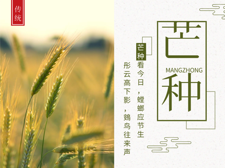 今日芒種，忙有所獲，不負耕耘！